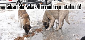 Göksun’da Sokak Hayvanları unutulmadı!