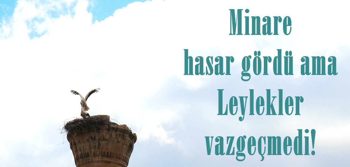 Minare hasar gördü ama Leylekler vazgeçmedi!