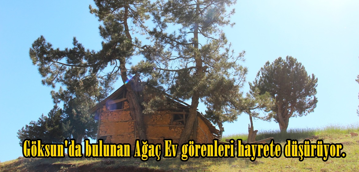 Göksun’da bulunan Ağaç Ev görenleri hayrete düşürüyor.